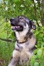 Portrait of a grey dog close-up