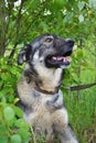 Portrait of a grey dog close-up