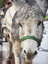 Portrait of a grey Donkey