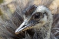 Portrait of grey greater rhea, close up photo Royalty Free Stock Photo
