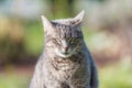 Portrait of grey haired cat with green eyes. Close up of snout, front view. Shot outdoors with very shallow depth of field. Royalty Free Stock Photo