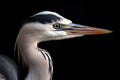 Portrait of a grey heron (Ardea cinerea)