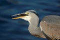 Grey heron swallowing a fish Royalty Free Stock Photo