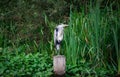 Portrait of a Grey Heron standing on the river bank on the lookout for something to eat like a fish of frog Royalty Free Stock Photo