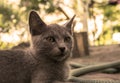 Portrait of grey highbred cat filtered Royalty Free Stock Photo
