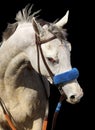 Portrait of Grey Horse Royalty Free Stock Photo