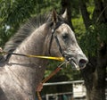 Portrait of grey horse Royalty Free Stock Photo