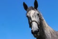 Portrait grey horse with extreme close-up. with blue sky Royalty Free Stock Photo