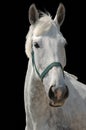 A portrait of grey horse isolated on black Royalty Free Stock Photo