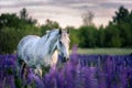 Portrait of a grey horse among lupine flowers.