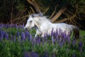 Portrait of a grey horse among lupine flowers. Royalty Free Stock Photo