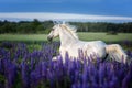 Portrait of a grey horse among lupine flowers.