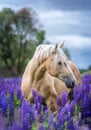 Portrait of a grey horse among lupine flowers. Royalty Free Stock Photo