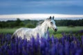 Portrait of a grey horse among lupine flowers. Royalty Free Stock Photo