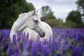 Portrait of a grey horse among lupine flowers. Royalty Free Stock Photo