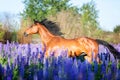 Portrait of a grey horse among lupine flowers. Royalty Free Stock Photo