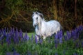 Portrait of a grey horse among lupine flowers. Royalty Free Stock Photo