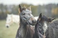 Portrait grey horse on pasture Royalty Free Stock Photo