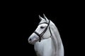Portrait of a grey horse in profile on a black background. A horse on a dark background Royalty Free Stock Photo