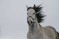 Portrait of a grey horse in winter. mane fluttering Royalty Free Stock Photo