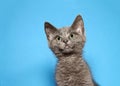 Portrait of a grey kitten looking up on blue background Royalty Free Stock Photo