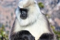 Portrait of grey Langur on blurred background, close up. Langur Indian Hanuman specie of Monkey