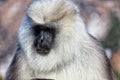 Portrait of grey Langur on blurred background, close up. Langur Indian Hanuman specie of Monkey