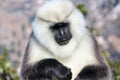 Portrait of grey Langur on blurred background, close up. Langur Indian Hanuman specie of Monkey