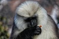 Portrait of grey Langur on blurred background, close up. Langur Indian Hanuman specie of Monkey