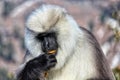 Portrait of grey Langur on blurred background, close up. Langur Indian Hanuman specie of Monkey