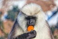 Portrait of grey Langur on blurred background, close up. Langur Indian Hanuman specie of Monkey