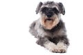Portrait of Grey Miniature Schnauzer Terrier Dog Royalty Free Stock Photo