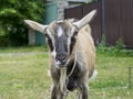 Portrait of a grey nanny-goat looking in camera in the village