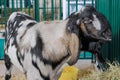 Portrait of grey Nubian goat at agricultural animal exhibition, trade show