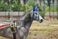 Portrait of a grey Orlov horse in motion on hippodrome