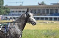 Portrait of a grey Orlov horse in motion on hippodrome