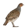 Portrait of Grey Partridge Royalty Free Stock Photo