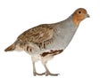 Portrait of Grey Partridge Royalty Free Stock Photo