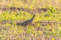 Portrait of Grey Partridge, perdix perdix, hunting bird Royalty Free Stock Photo