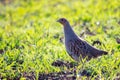 Portrait of Grey Partridge, perdix perdix, hunting bird Royalty Free Stock Photo