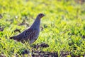 Portrait Grey Partridge, perdix perdix, hunting bird Royalty Free Stock Photo