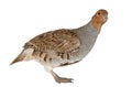 Portrait of Grey Partridge, Perdix perdix, also known as the English Partridge, Hungarian Partridge, or Hun Royalty Free Stock Photo