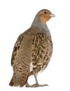 Portrait of Grey Partridge, Perdix perdix, also known as the English Partridge, Hungarian Partridge, or Hun Royalty Free Stock Photo