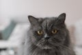 Portrait of a grey persian cat with yellow eyes Royalty Free Stock Photo