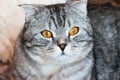 Portrait of grey scottish fold cat with beautiful patterns. Tabby shorthair kitten. Cats concept. Pet friend