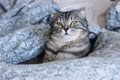 Portrait of grey scottish fold cat with beautiful patterns. Tabby shorthair kitten. Big yellow eyes. A beautiful background Royalty Free Stock Photo