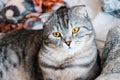 Portrait of grey scottish fold cat with beautiful patterns. Tabby shorthair kitten. Big yellow eyes. A beautiful background Royalty Free Stock Photo