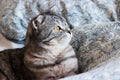 Portrait of grey scottish fold cat with beautiful patterns. Tabby shorthair kitten. Big yellow eyes. A beautiful background Royalty Free Stock Photo