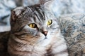 Portrait of grey scottish fold cat with beautiful patterns. Tabby shorthair kitten. Big yellow eyes. A beautiful background