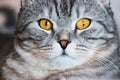 Portrait of grey scottish fold cat with beautiful patterns. Tabby shorthair kitten. Big yellow eyes. A beautiful background Royalty Free Stock Photo